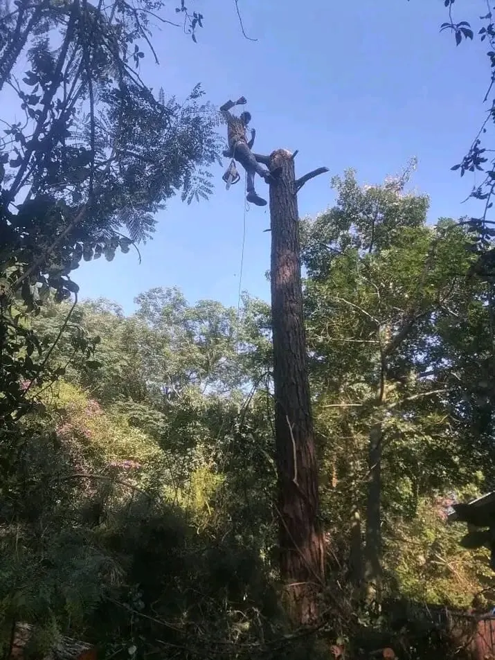 Emergency storm damage cleanup in Edenvale